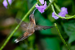Phaethornis longuemareus