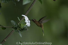 Phaethornis atrimentalis