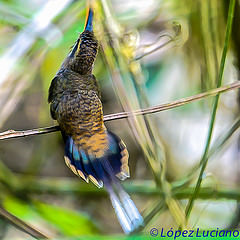 Phaethornis striigularis