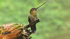 Androdon aequatorialis