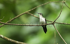 Campylopterus curvipennis