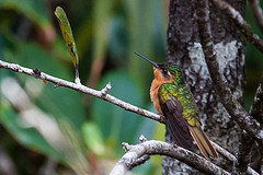 Campylopterus hyperythrus