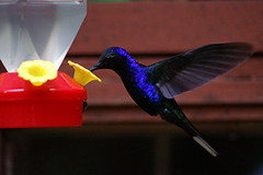 Campylopterus hemileucurus