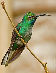 Campylopterus ensipennis