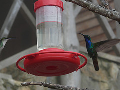 Campylopterus falcatus