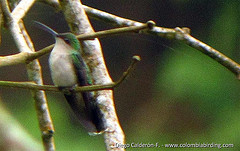 Campylopterus phainopeplus