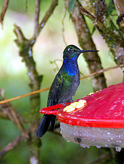 Campylopterus villaviscensio