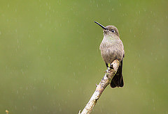 Aphantochroa cirrochloris