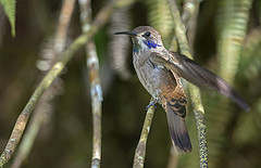 Colibri delphinae