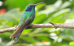 Colibri thalassinus