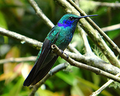 Colibri coruscans