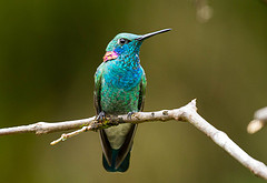 Colibri serrirostris