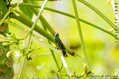 Anthracothorax viridigula