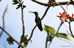 Anthracothorax prevostii