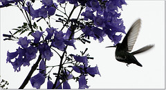 Anthracothorax nigricollis