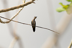 Anthracothorax veraguensis