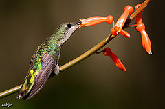 Anthracothorax dominicus