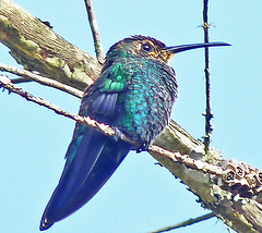 Anthracothorax viridis