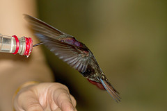 Anthracothorax mango