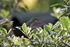 Avocettula recurvirostris