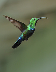 Eulampis holosericeus