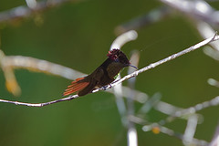 Chrysolampis mosquitus