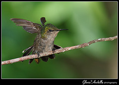 Orthorhyncus cristatus