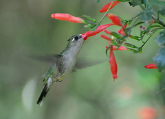 Stephanoxis loddigesii