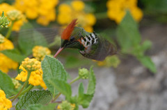 Lophornis magnificus