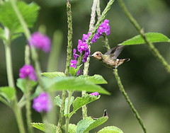 Lophornis stictolophus