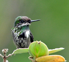 Lophornis chalybeus