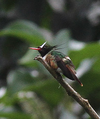 Lophornis adorabilis