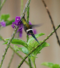 Discosura popelairii