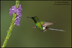 Discosura langsdorffi