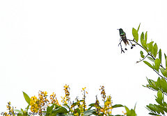 Discosura longicaudus