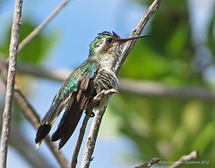 Chlorostilbon forficatus