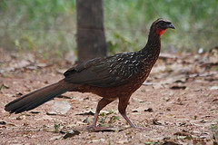 Penelope ochrogaster