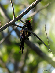 Chlorostilbon canivetii