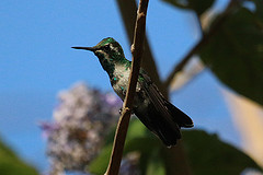 Chlorostilbon assimilis