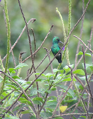 Chlorostilbon mellisugus