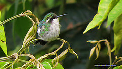 Chlorostilbon olivaresi