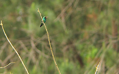 Chlorostilbon lucidus