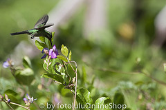 Chlorostilbon ricordii