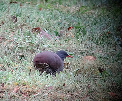 Crypturellus tataupa