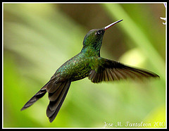 Chlorostilbon swainsonii