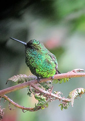 Chlorostilbon poortmani