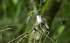 Eupherusa cyanophrys