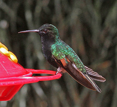 Eupherusa nigriventris