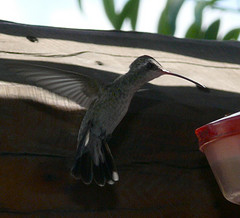 Cynanthus latirostris