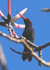 Cynanthus doubledayi